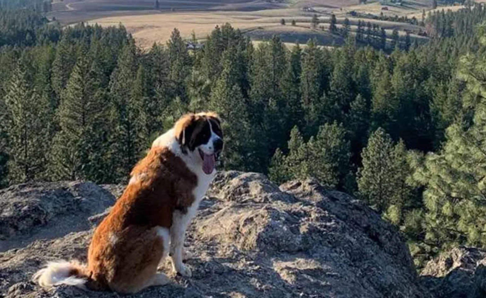 A large dog sitting on a rock in the mountains overlooking a forest